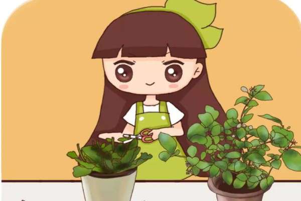 茉莉长寿…抓紧狠心剪,再晚几天花都不开了! 茉莉长寿…抓紧狠心剪,再晚几天花都不开了!
