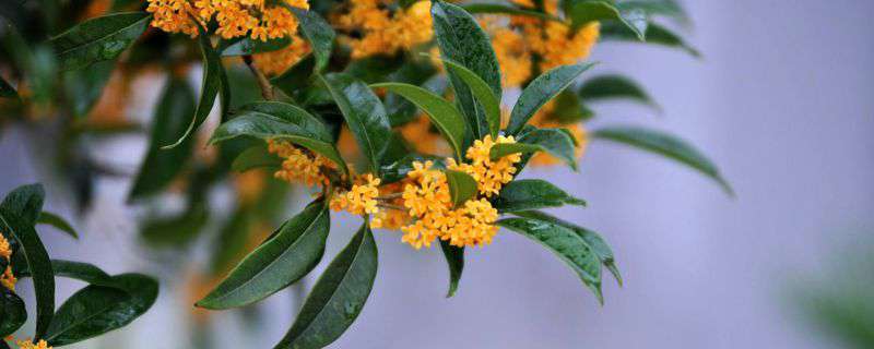 桂花秋天怎么养 桂花秋天怎么养