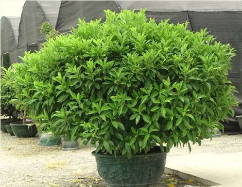 非洲茉莉造型 非洲茉莉造型