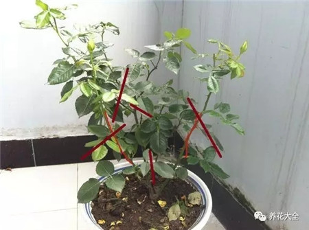 剪掉开过花的枝条 剪掉开过花的枝条