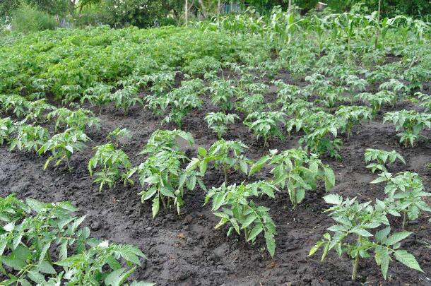 番茄露地种植技术