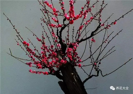 梅花冬季养护管理 梅花冬季养护管理