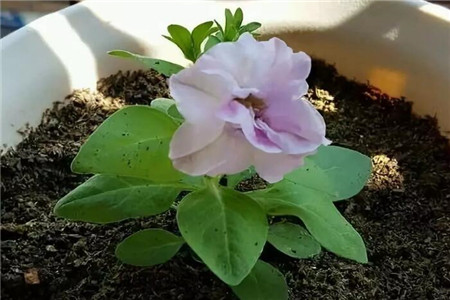 矮牵牛 矮牵牛