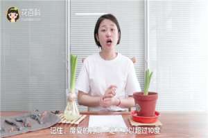 风信子开花后怎么处理