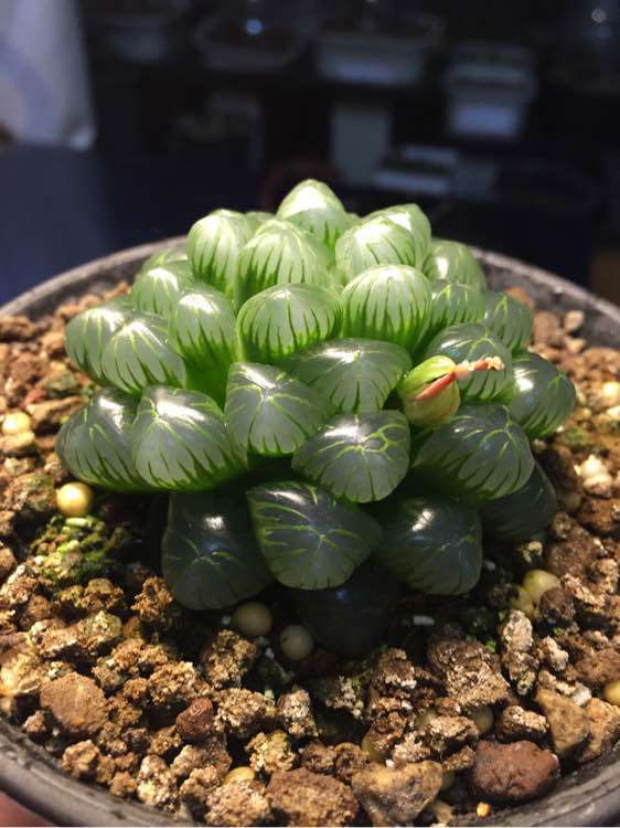 入坑三年!把姬玉露养到七厘米,分享养姬玉露的一点经验! 入坑三年!把姬玉露养到七厘米,分享养姬玉露的一点经验!