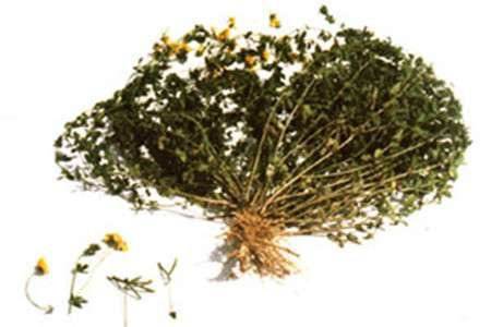 百脉根药用价值 百脉根药用价值