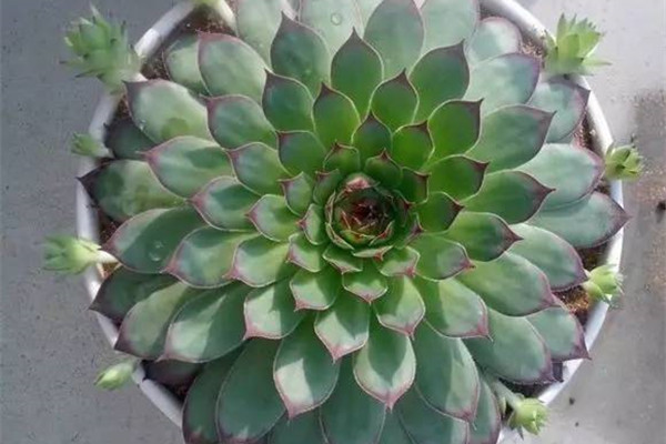 你知道吗?可以自己爆仔的观音莲,今年一盆明年得十盆 你知道吗?可以自己爆仔的观音莲,今年一盆明年得十盆