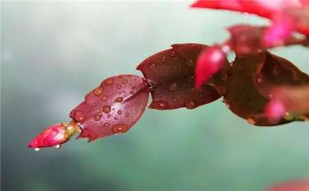 蟹爪兰落花落蕾怎么办 蟹爪兰落花落蕾怎么办