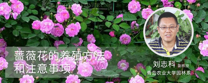 蔷薇花的养殖方法和注意事项 蔷薇花的养殖方法和注意事项