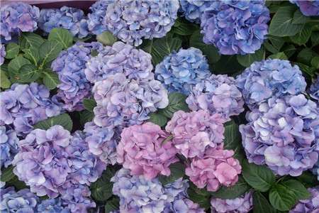 绣球花 绣球花