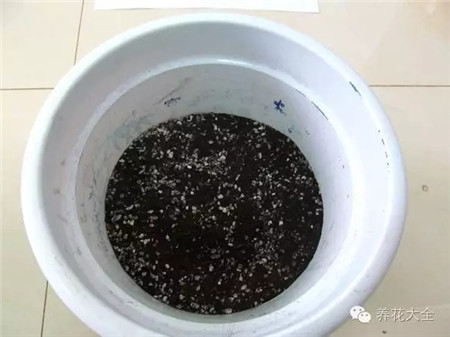 撒一些磷肥 撒一些磷肥