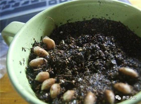 均匀的播种到花盆中 均匀的播种到花盆中