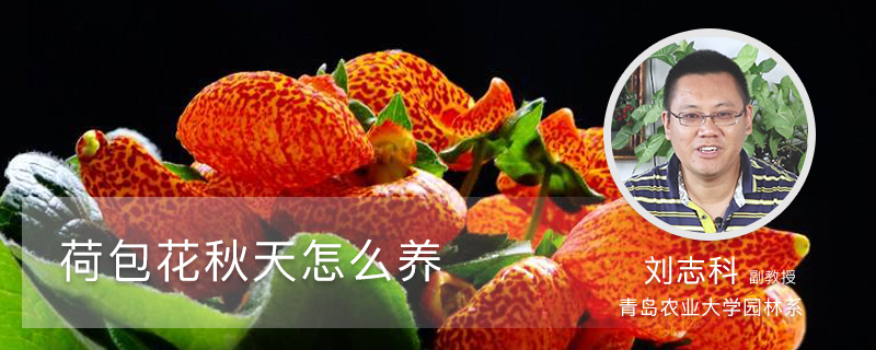荷包花秋天怎么养 荷包花秋天怎么养