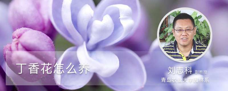 丁香花怎么养 丁香花怎么养
