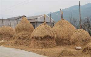 大球盖菇种植：怎么用稻草生料栽培大球盖菇？