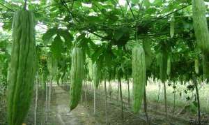 夏季苦瓜种植技术
