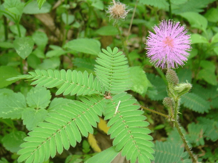 含羞草 含羞草