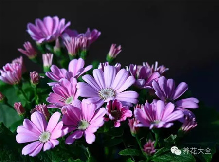 瓜叶菊 瓜叶菊