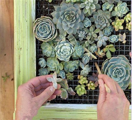多肉植物墙的制作 多肉植物墙的制作