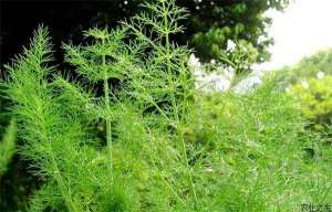 茴香的人工种植