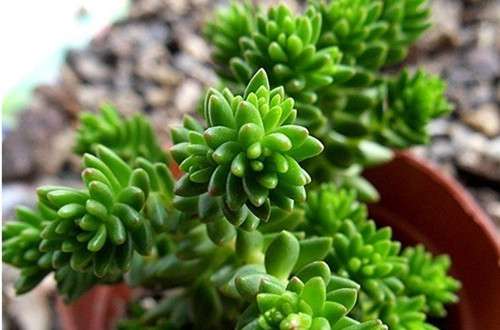 白花小松 白花小松