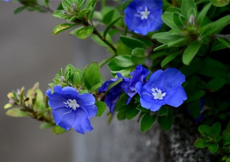蓝星花选种 蓝星花选种