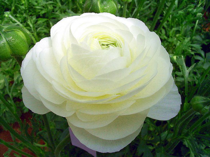 花毛茛的秋季养护方法