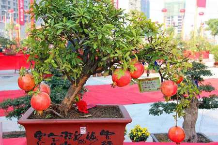 石榴树 石榴树