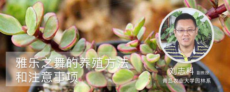 雅乐之舞的养殖方法和注意事项 雅乐之舞的养殖方法和注意事项
