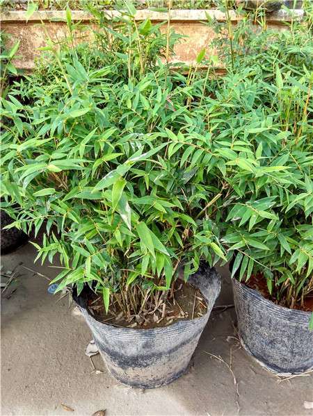 凤尾竹盆栽 凤尾竹盆栽