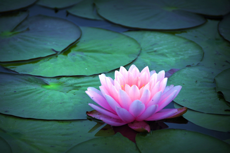 莲花 莲花