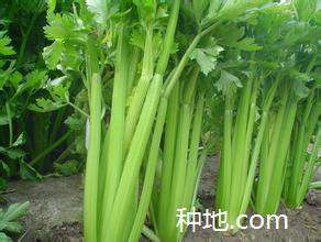 芹菜如何采种?