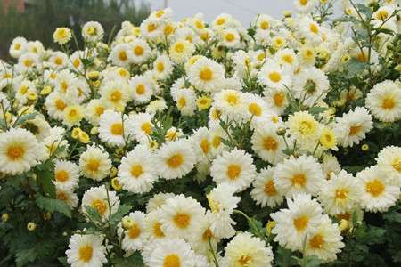 菊花的传说二 菊花的传说二