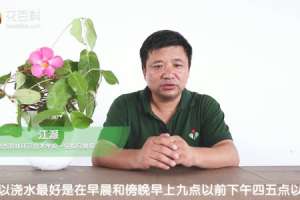 飘香藤夏季如何浇水
