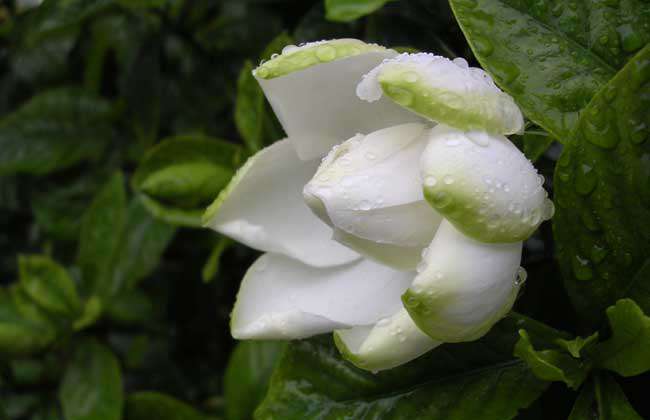 栀子花种子什么时候发芽？