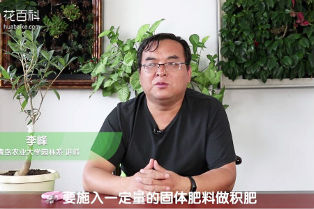 桂花 桂花