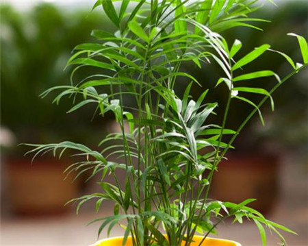 盆栽袖珍椰子 盆栽袖珍椰子