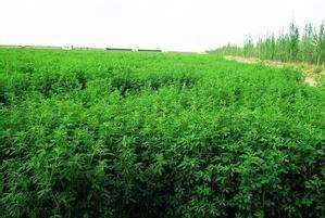 甘草育苗种植技术