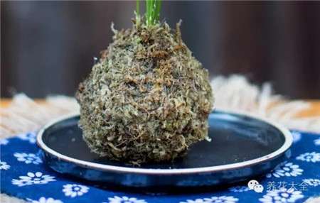 水苔包住根部 水苔包住根部