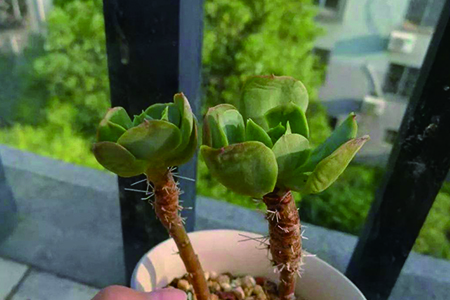 多肉碧桃 多肉碧桃