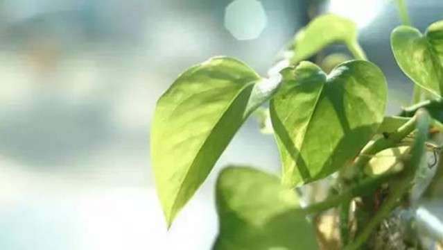 绿萝水培根茎怎么剪切 绿萝水培根茎怎么剪切