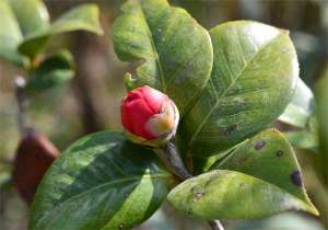 茶花多育花蕾的方法
