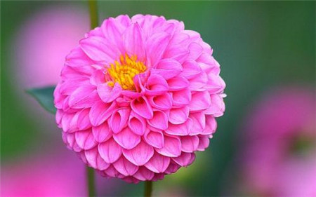 大丽花开花 大丽花开花