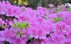 杜鹃花繁殖方法
