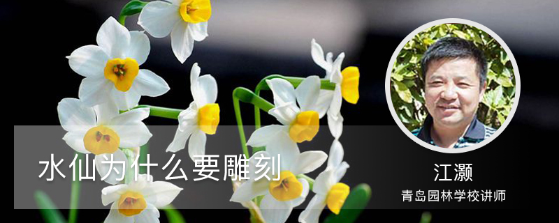 水仙为什么要雕刻 水仙为什么要雕刻