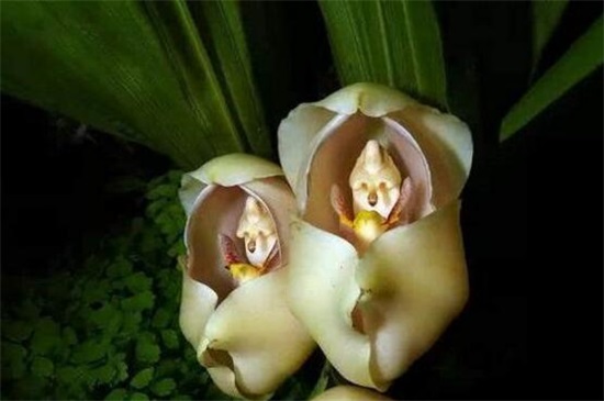世界上最妖孽花的花语,嘴唇花形如红唇花语亲吻我