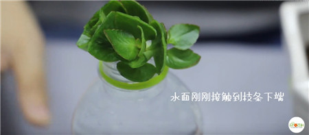 诱根 诱根