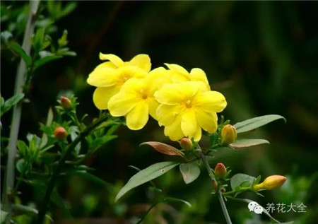 迎春花 迎春花