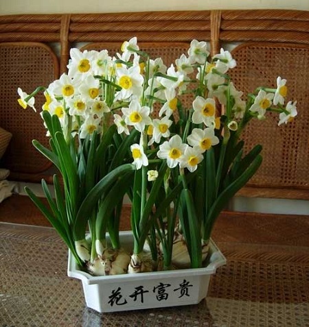 水仙盆栽 水仙盆栽