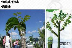 高接换头嫁接技术，可快速改良果树品种！